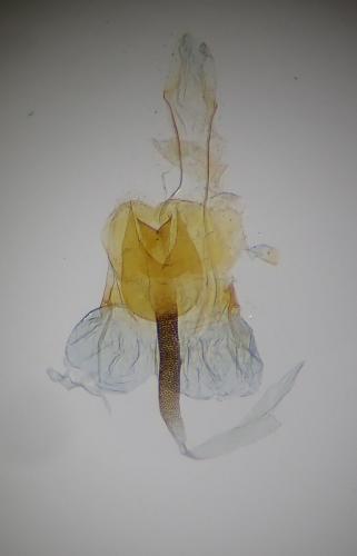 Coleophora flavipennella